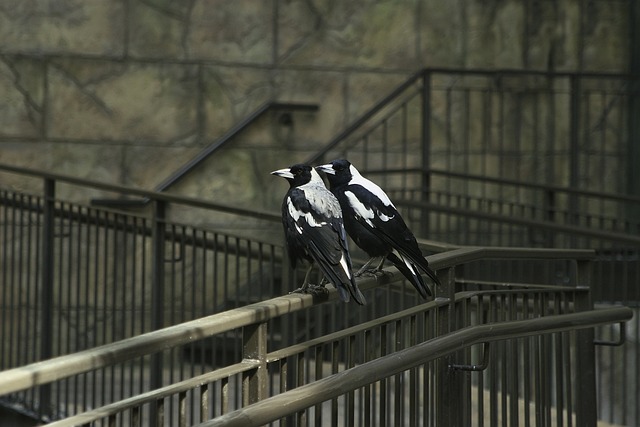 Zábradflí využije každý. 