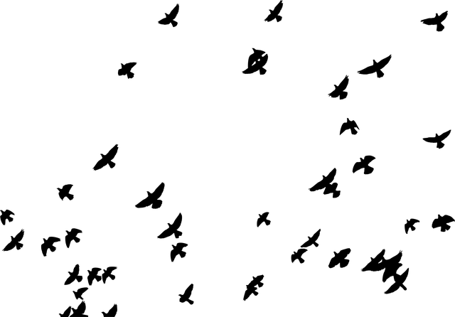 hejno holubů